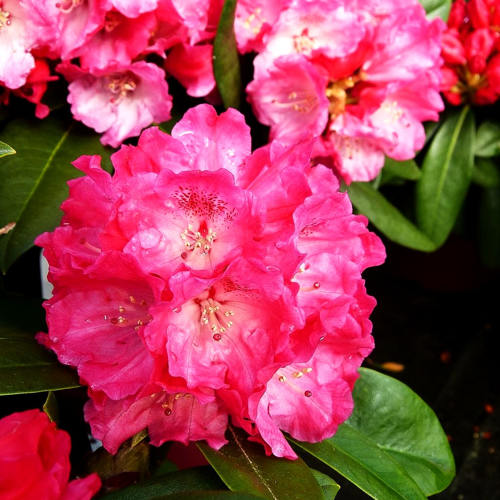 Yakushima-Rhododendron 'Morgenrot' (Rhododendron yak. I) kaufen –  pflanzenmax.de