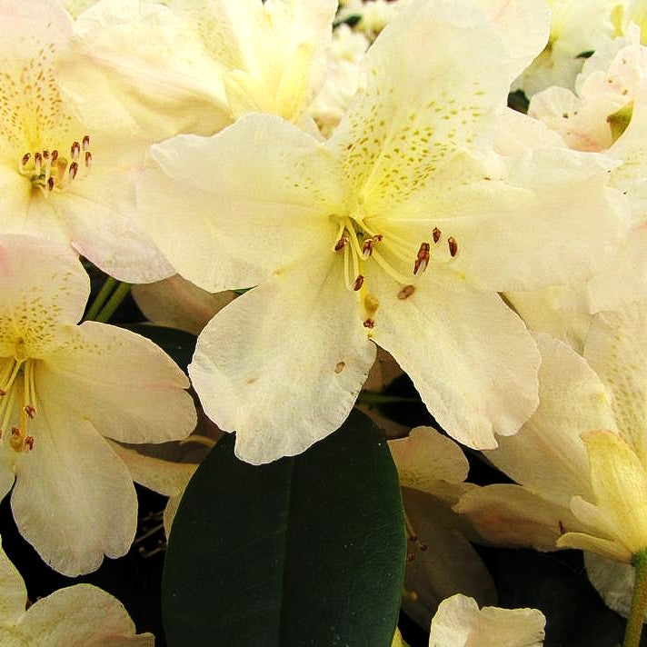 Yakushima-Rhododendron 'Percy Wiseman' (Rhododendron yak. I)