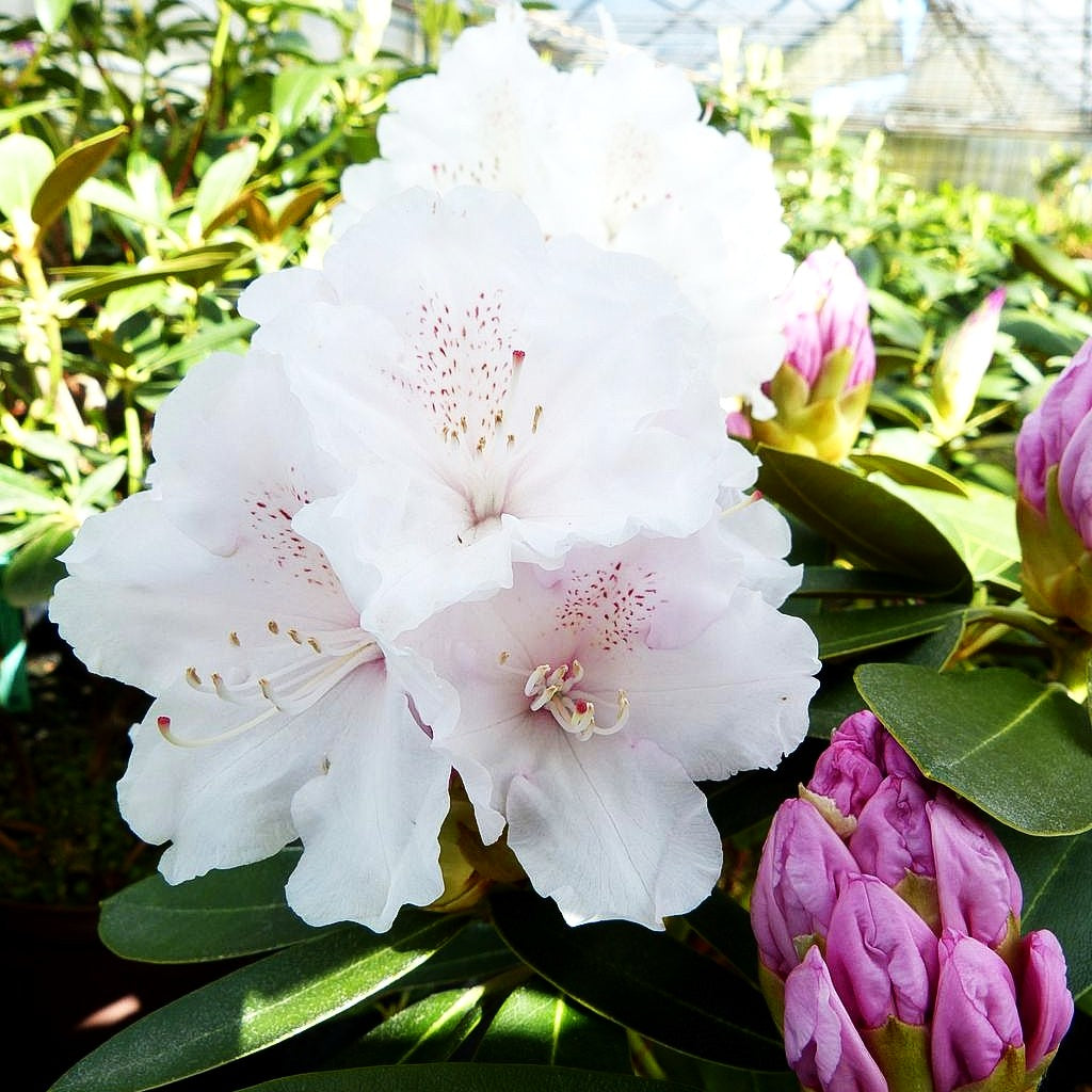 Yakushima-Rhododendron 'Silberwolke' (Rhododendron yak. I)