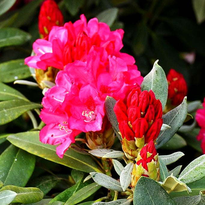 Yakushima-Rhododendron 'Sneezy' (Rhododendron yak. I)