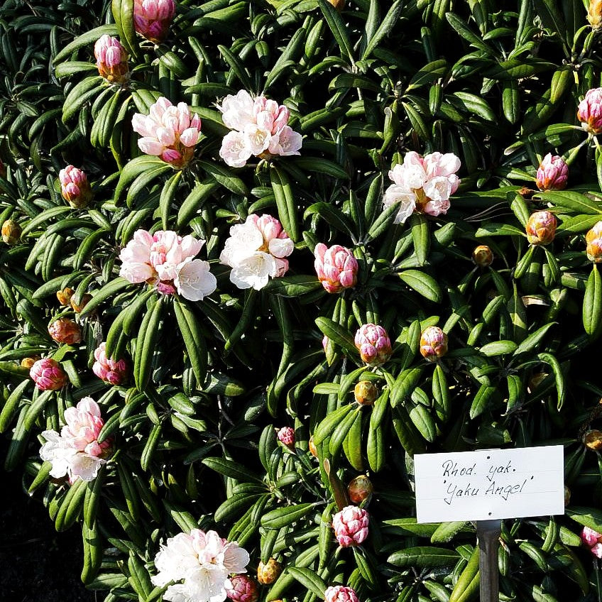 Yakushima-Rhododendron 'Yaku Angel' (Rhododendron yak.)