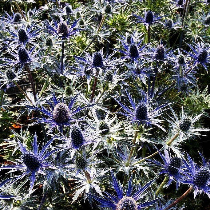 Zabels Mannstreu 'Big Blue' (Eryngium x zabelii)