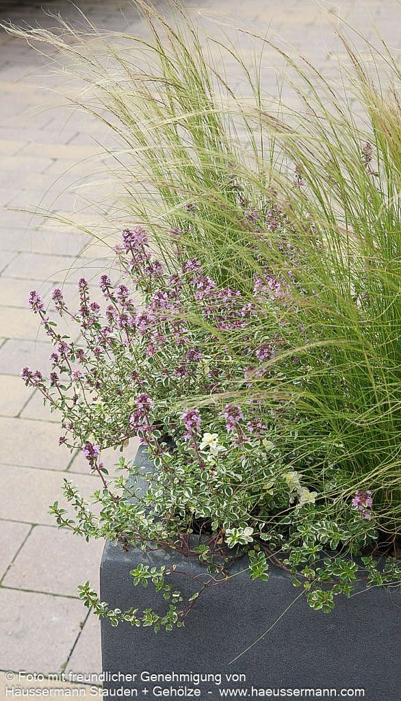 Zartes Federgras 'Ponytails' (Stipa tenuissima)