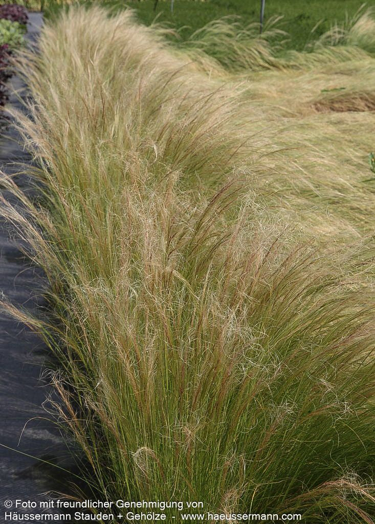 Zartes Federgras 'Ponytails' (Stipa tenuissima)