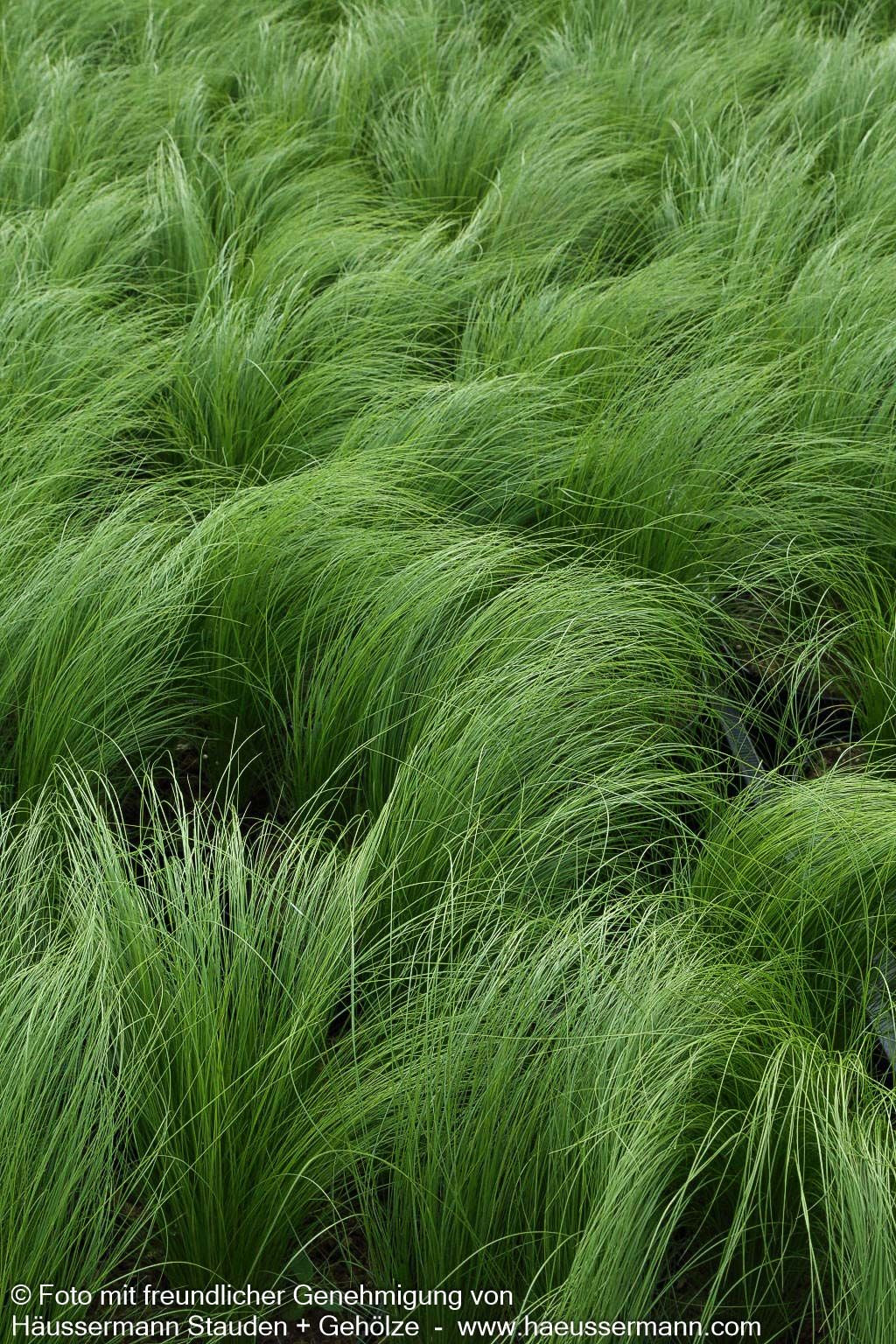 Zartes Federgras 'Ponytails' (Stipa tenuissima)