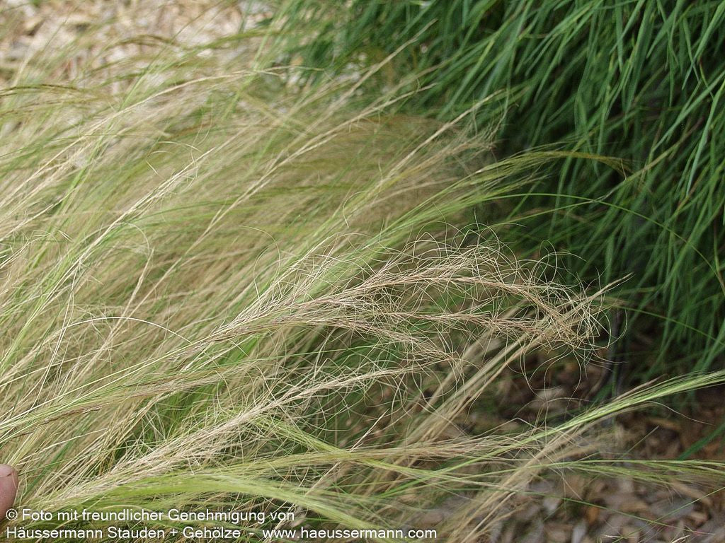 Zartes Federgras 'Ponytails' (Stipa tenuissima)