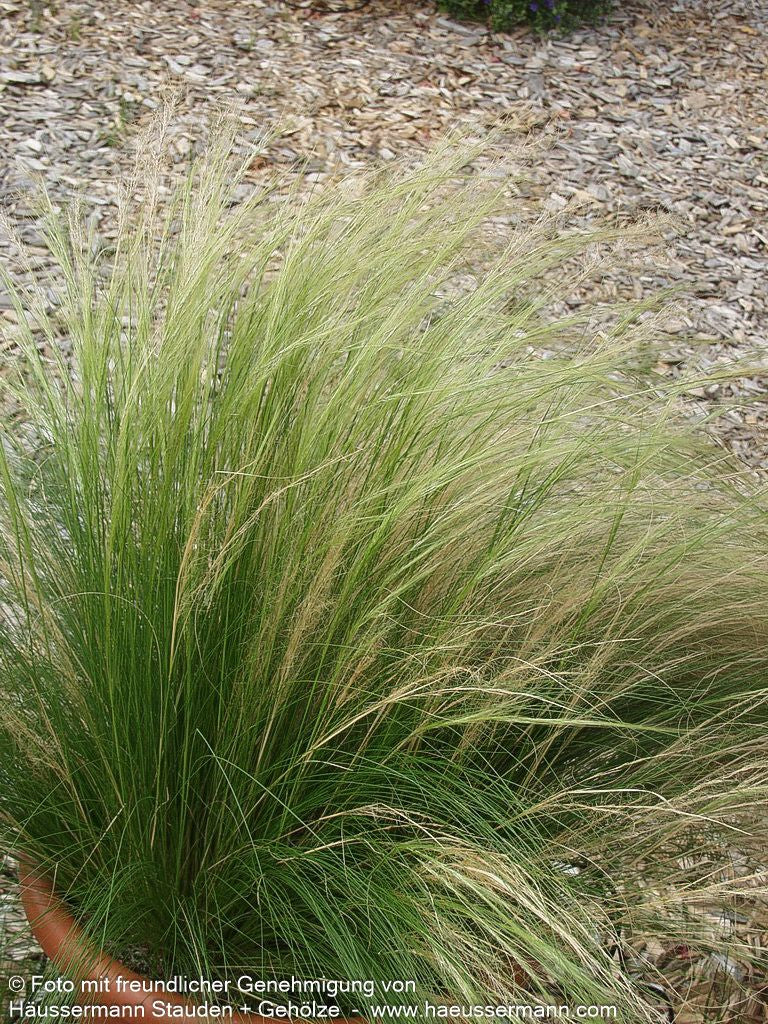 Zartes Federgras 'Ponytails' (Stipa tenuissima)
