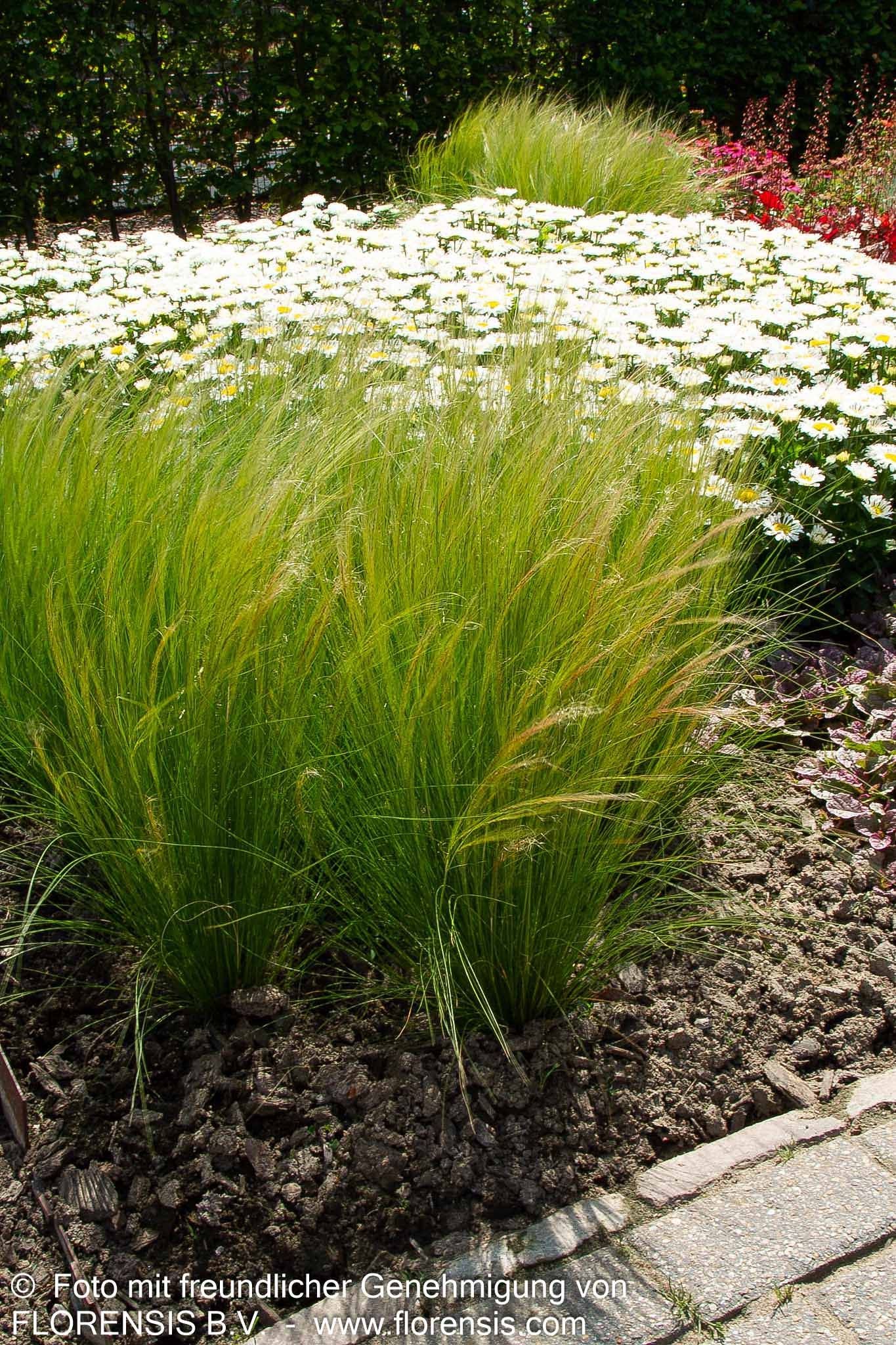 Zartes Federgras 'Ponytails' (Stipa tenuissima)
