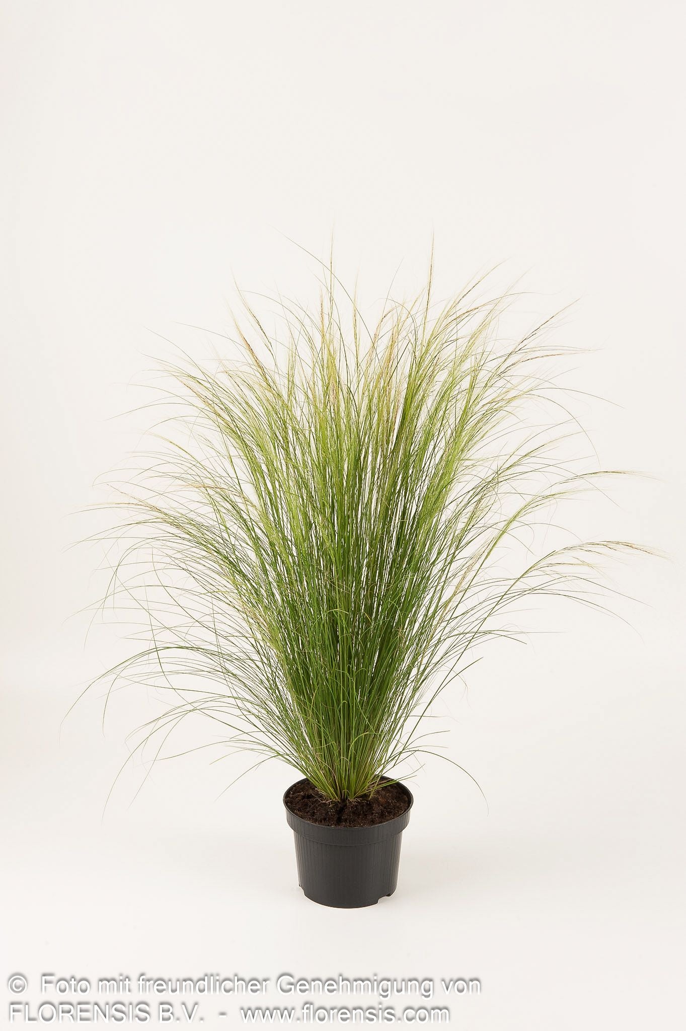 Zartes Federgras 'Ponytails' (Stipa tenuissima)