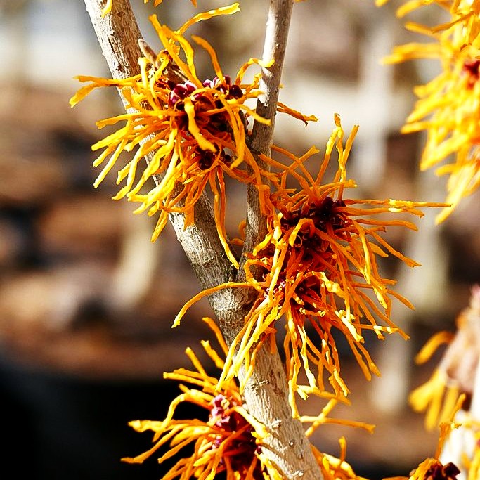 Zaubernuss 'Aphrodite' (Hamamelis x interm.)