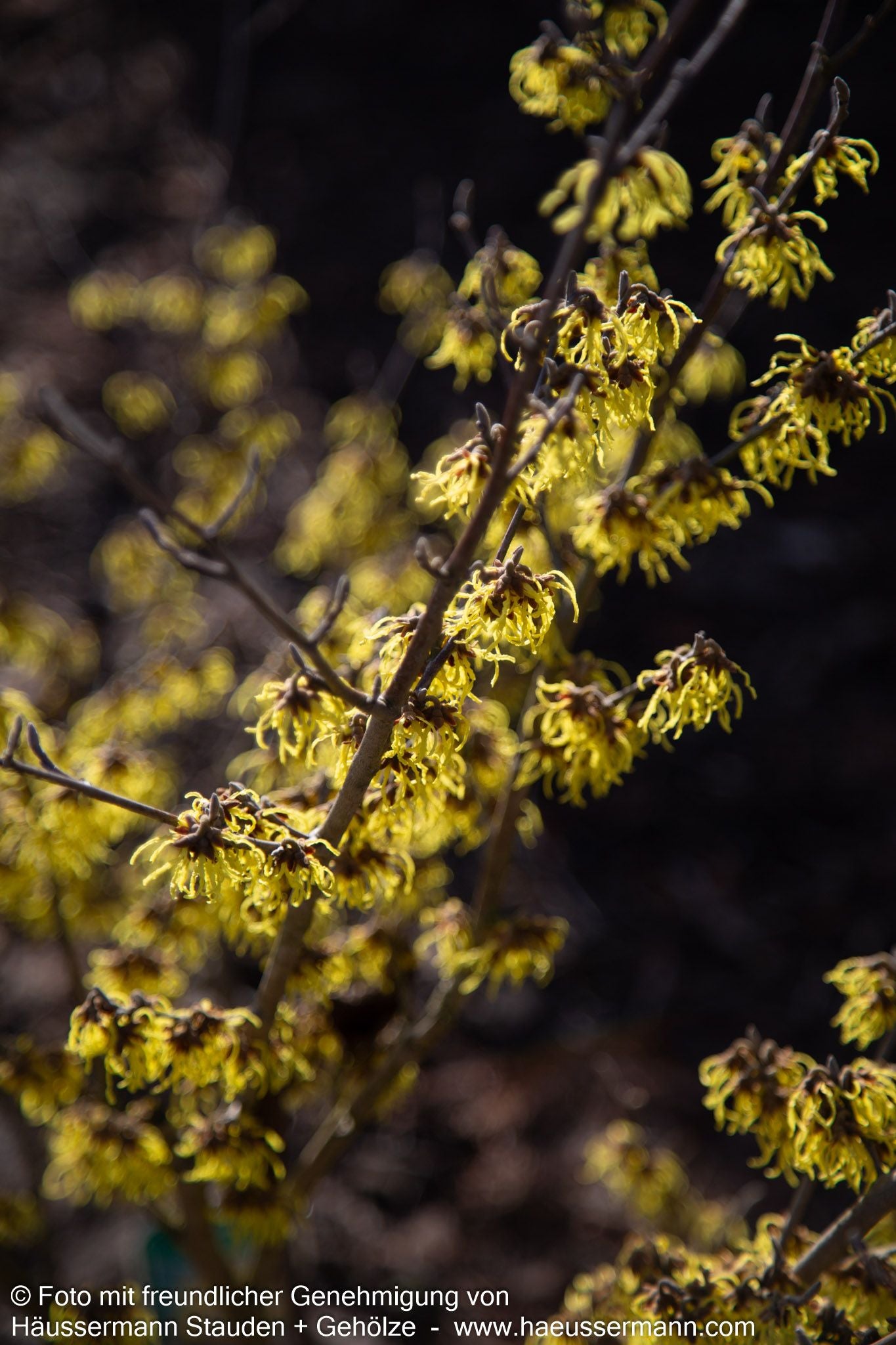 Zaubernuss 'Arnold Promise' (Hamamelis x interm.)