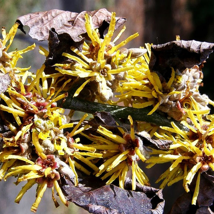 Zaubernuss 'Arnold Promise' (Hamamelis x interm.)