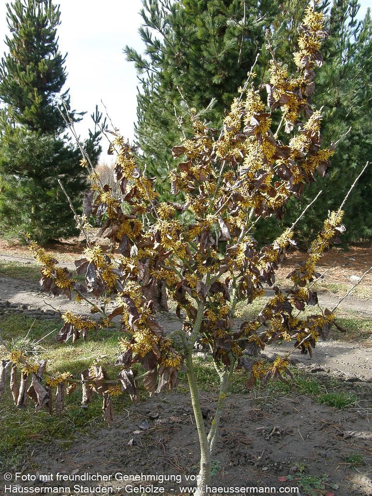 Zaubernuss 'Arnold Promise' (Hamamelis x interm.)