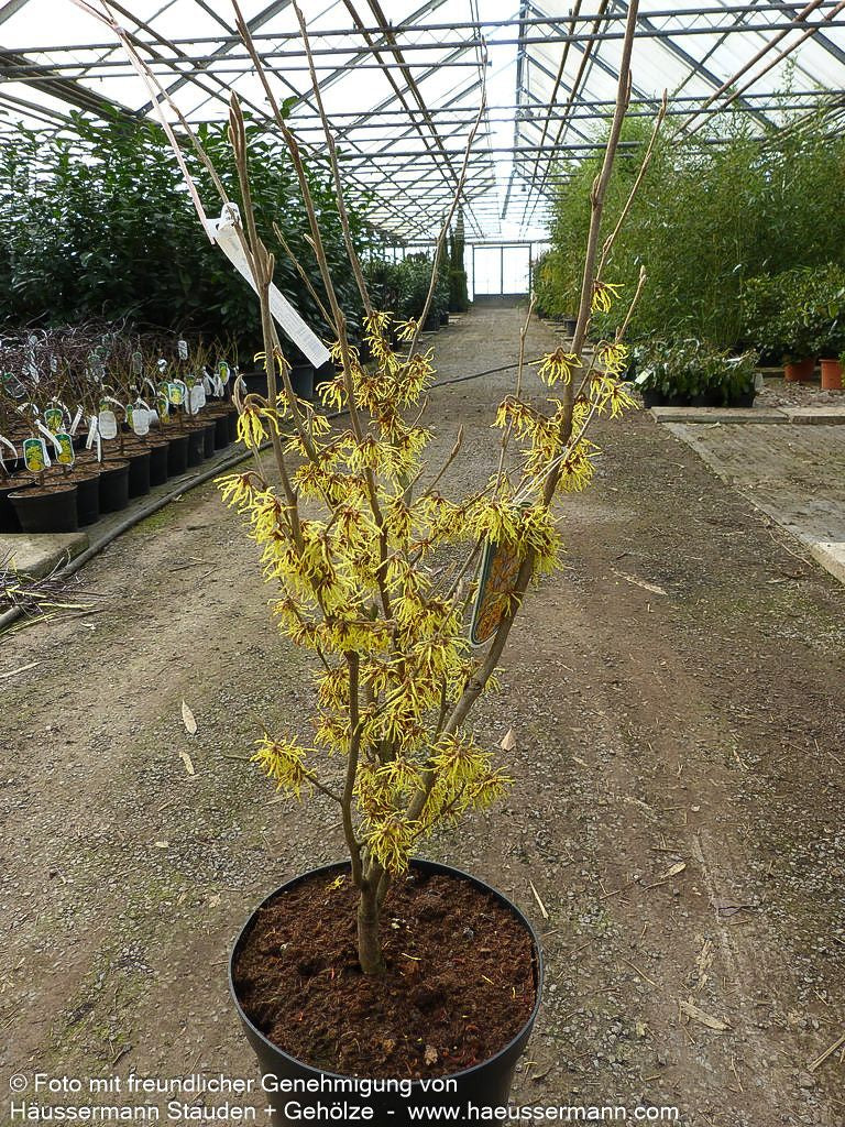 Zaubernuss 'Arnold Promise' (Hamamelis x interm.)