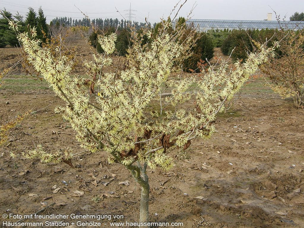 Zaubernuss 'Arnold Promise' (Hamamelis x interm.)