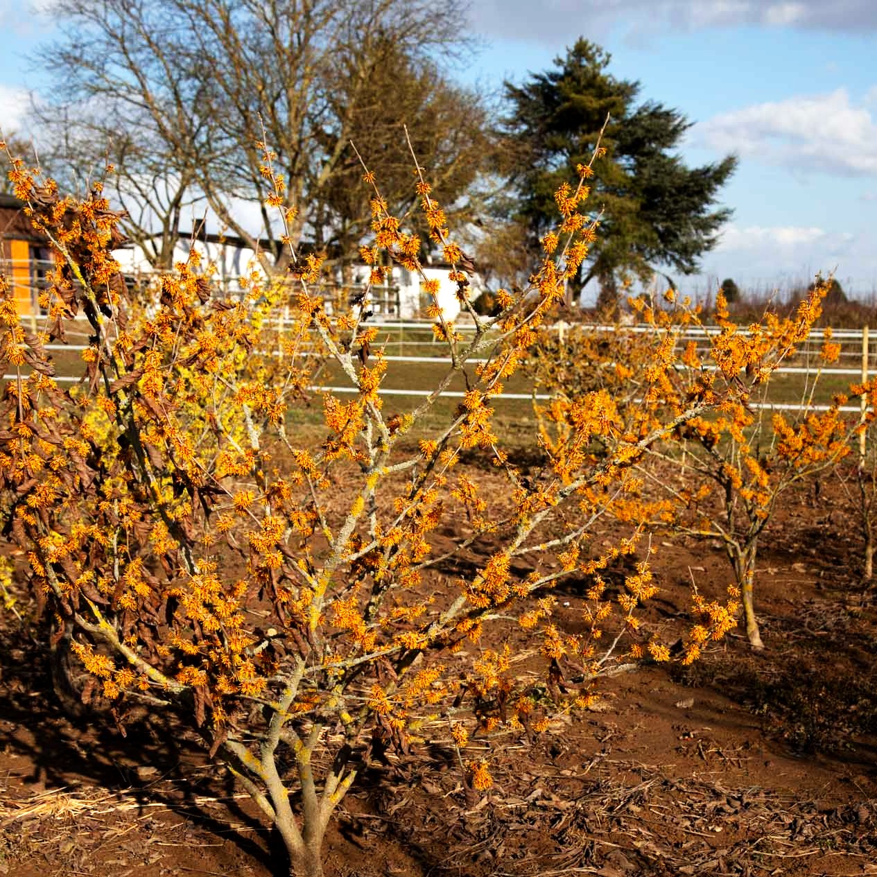 Zaubernuss 'BildNr6355-57' (Hamamelis x interm.)