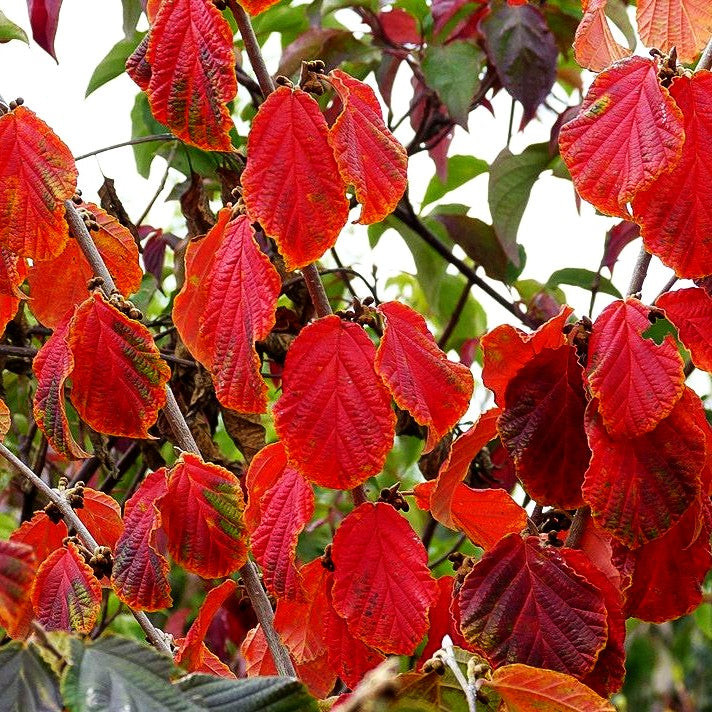 Zaubernuss 'Diane' (Hamamelis x interm.)