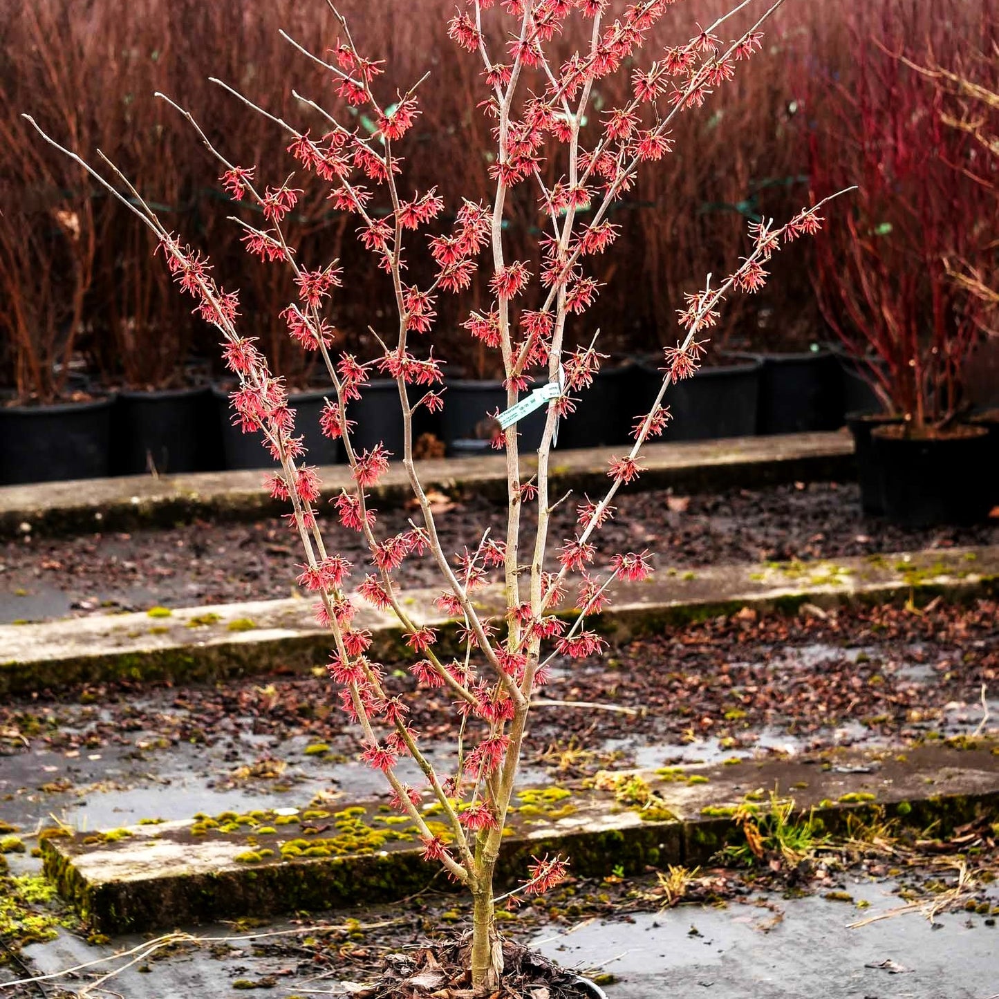 Zaubernuss 'Feuerzauber' (Hamamelis x interm.)