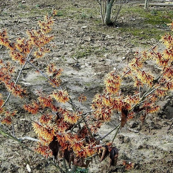 Zaubernuss 'Jelena' (Hamamelis x interm.)
