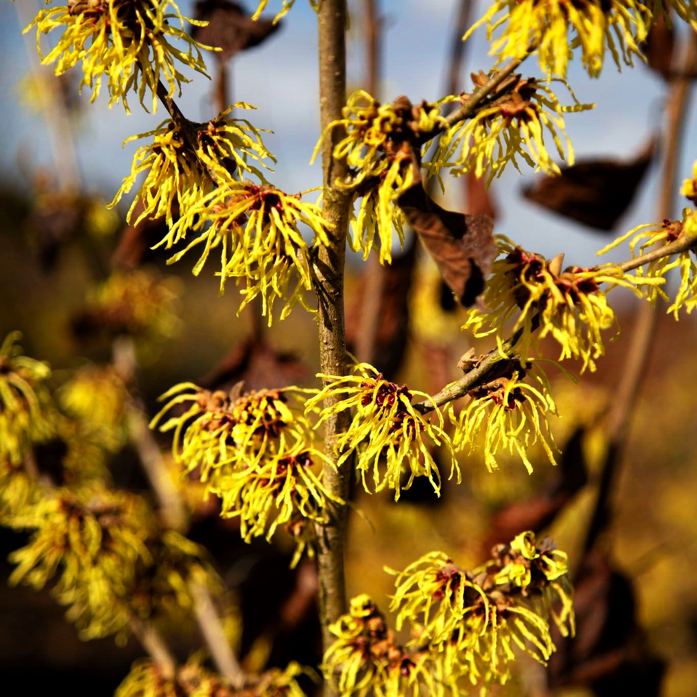 Zaubernuss 'Pallida' (Hamamelis x interm.)
