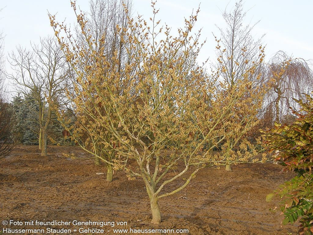 Zaubernuss 'Pallida' (Hamamelis x interm.)