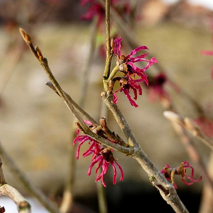 Zaubernuss 'Ruby Glow' (Hamamelis x interm.)
