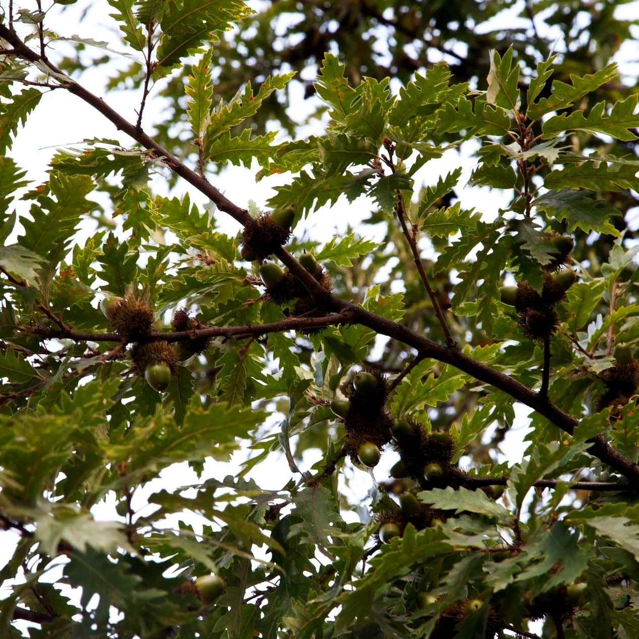 Zerr-Eiche, Moos-Eiche (Quercus cerris)