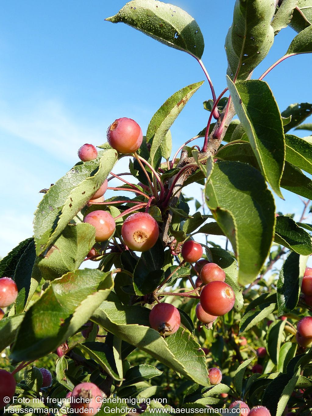 Zier-Apfel 'Adirondack' (Malus x cult.)