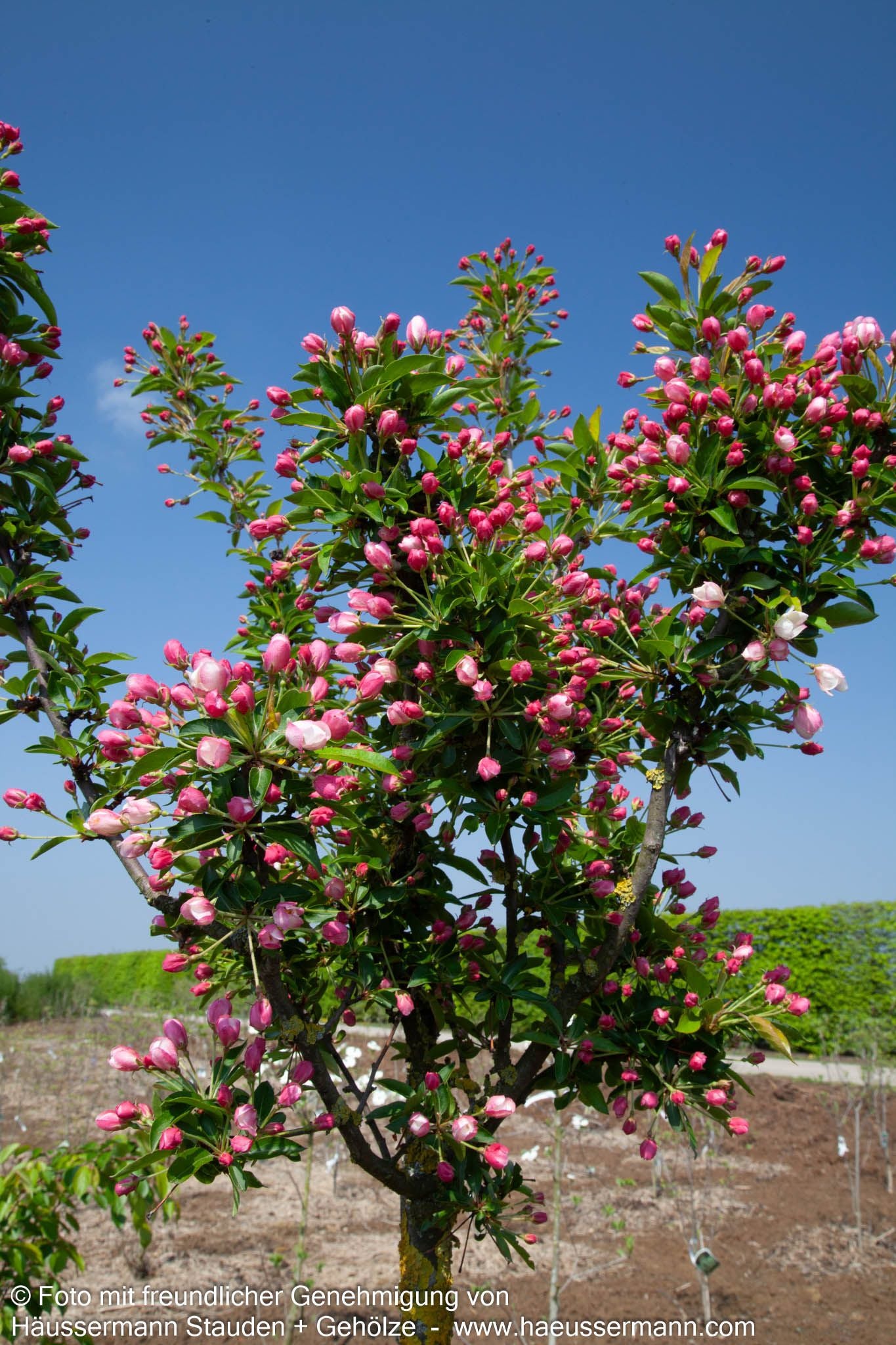 Zier-Apfel 'Adirondack' (Malus x cult.)