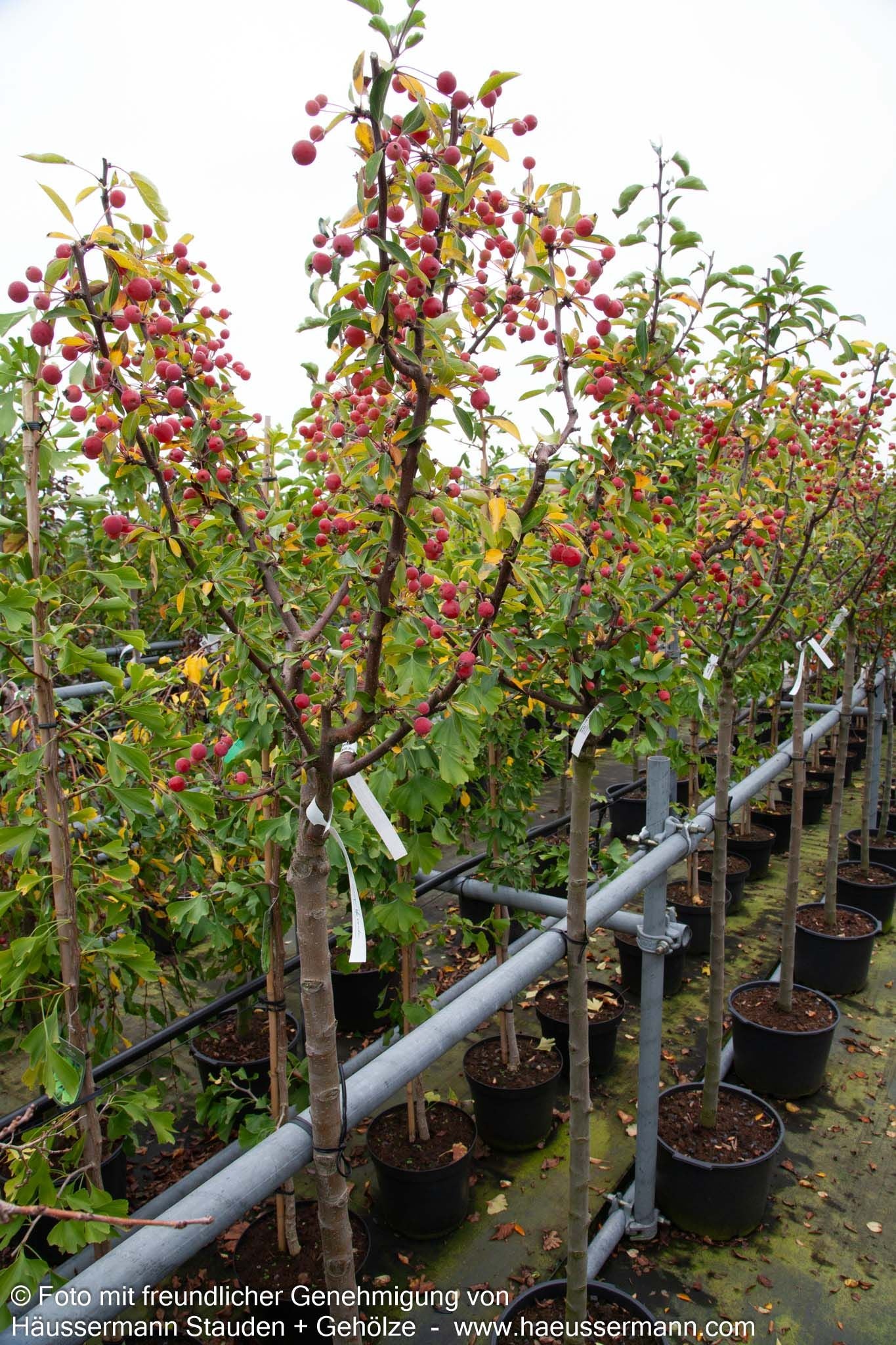 Zier-Apfel 'Adirondack' (Malus x cult.)