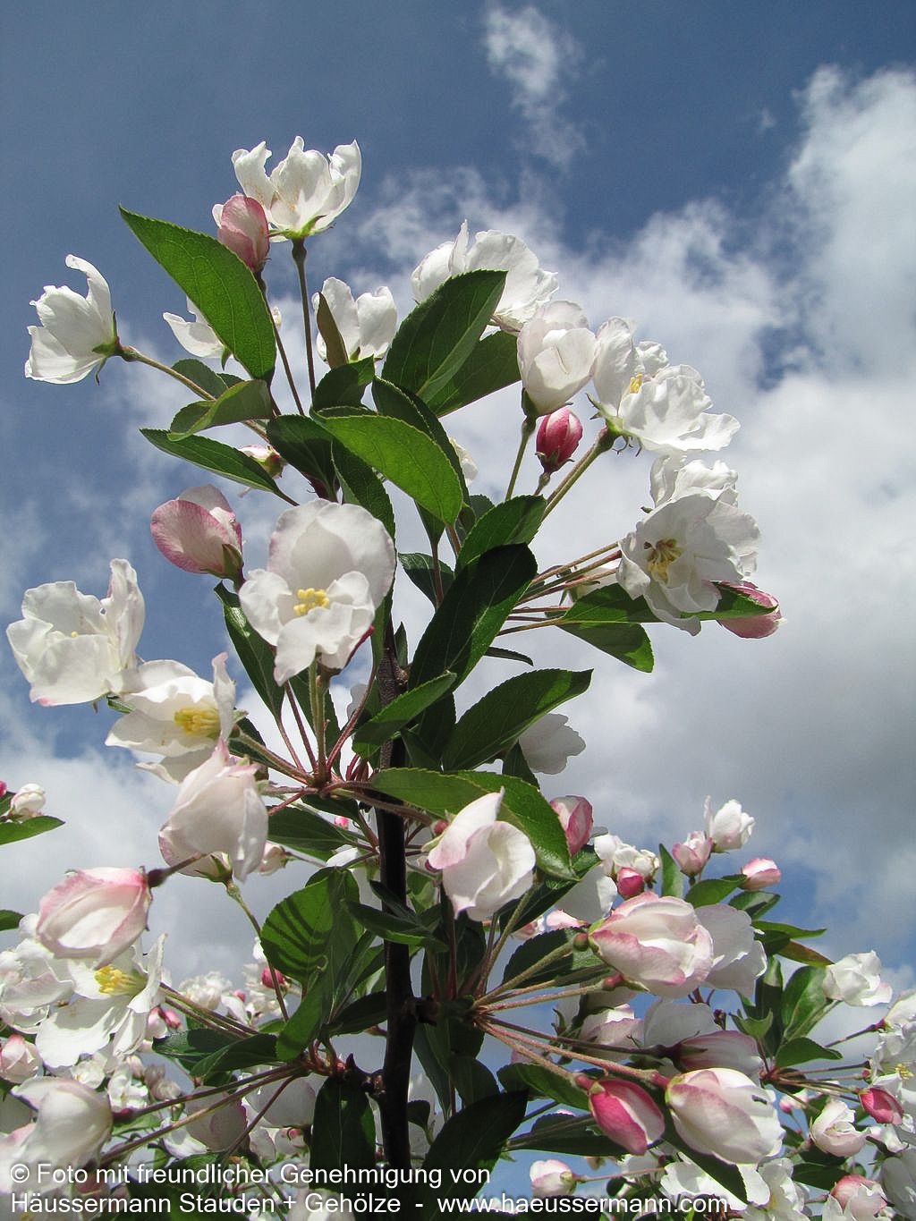 Zier-Apfel 'Adirondack' (Malus x cult.)