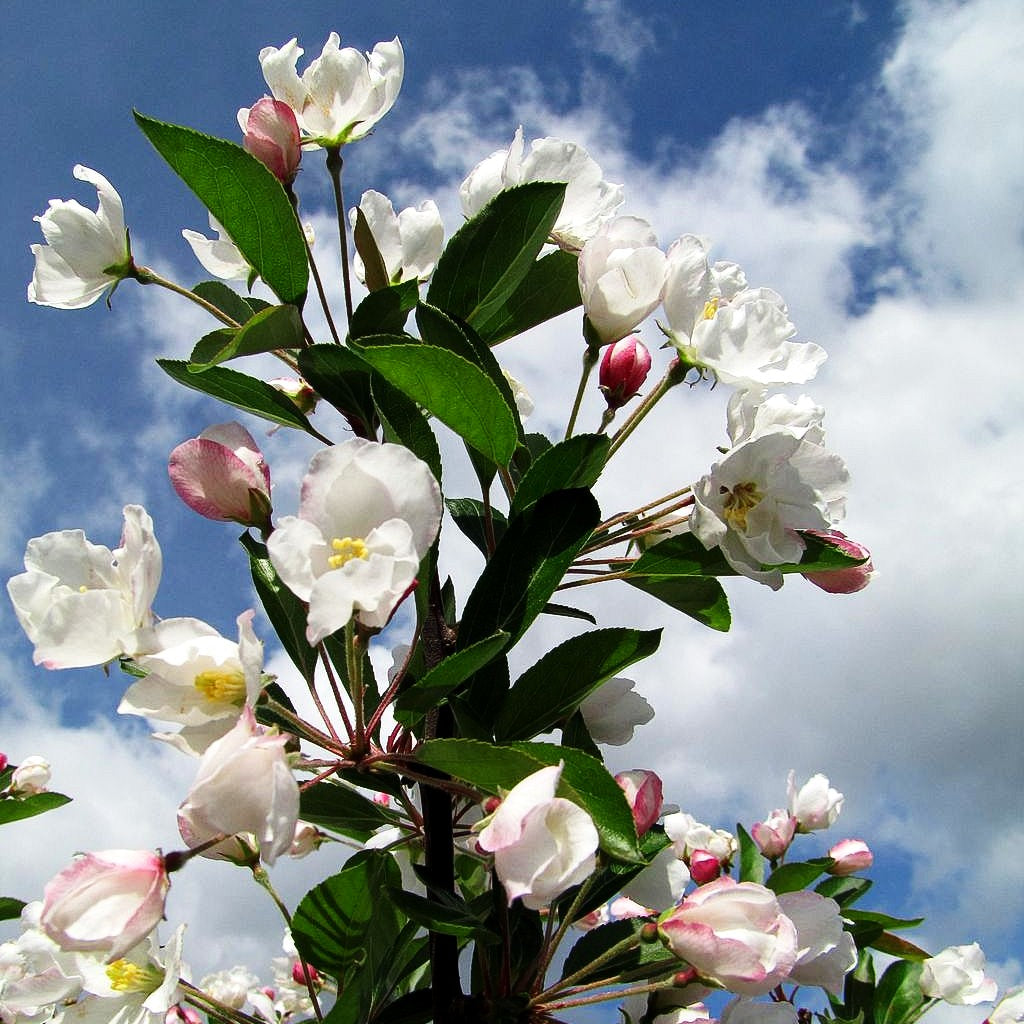 Zier-Apfel 'Adirondack' (Malus x cult.)