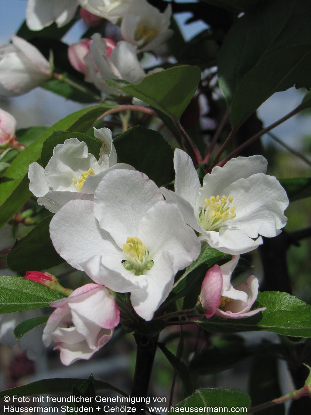 Zier-Apfel 'Adirondack' (Malus x cult.)