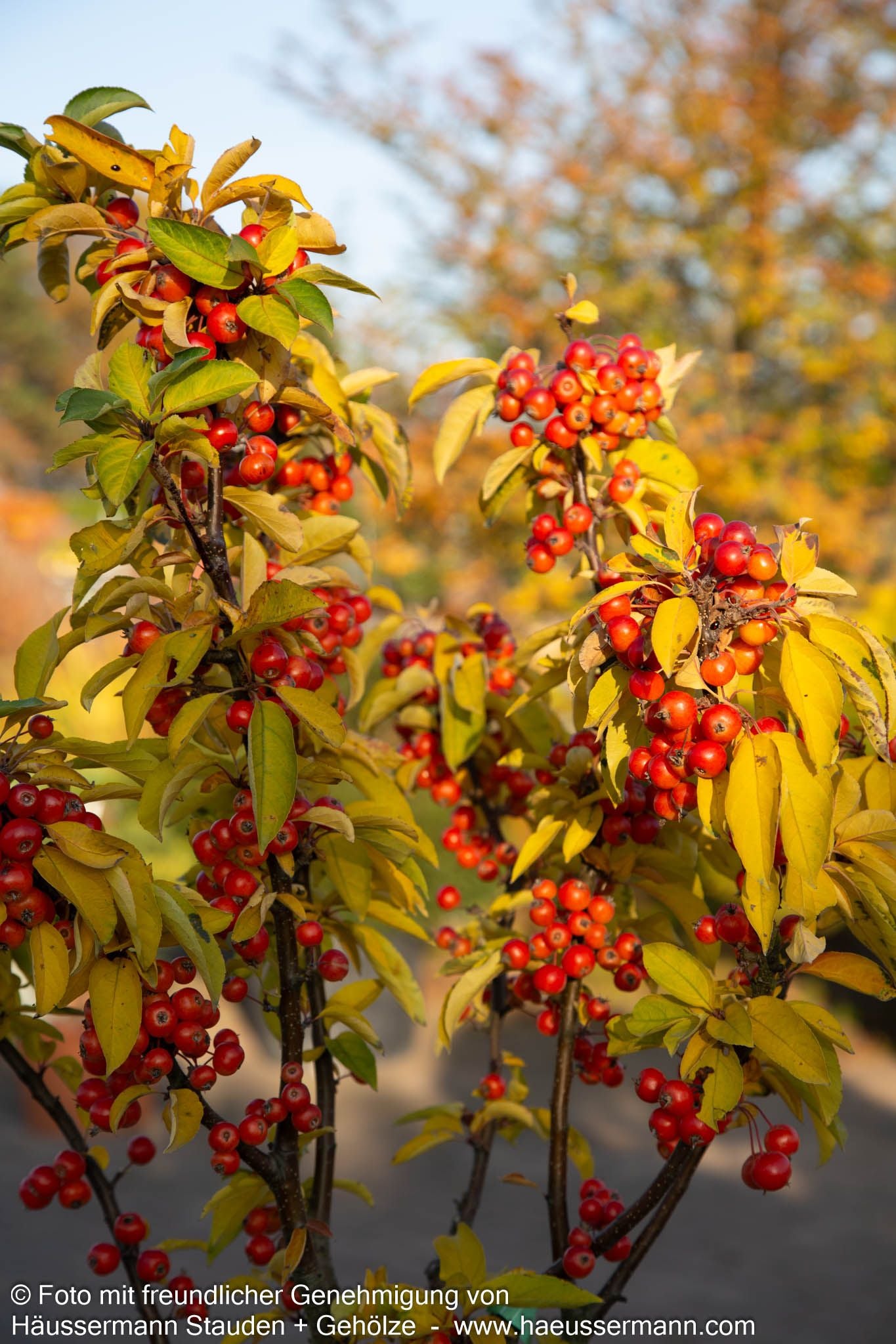 Zier-Apfel 'Adirondack' (Malus x cult.)