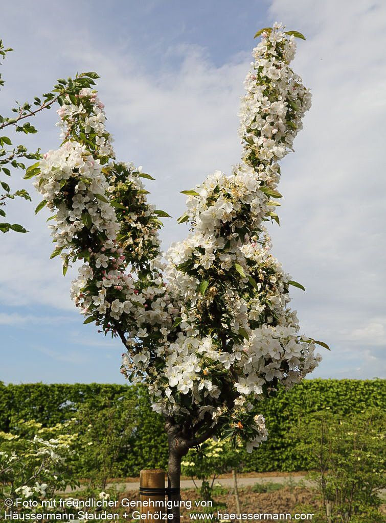 Zier-Apfel 'Adirondack' (Malus x cult.)