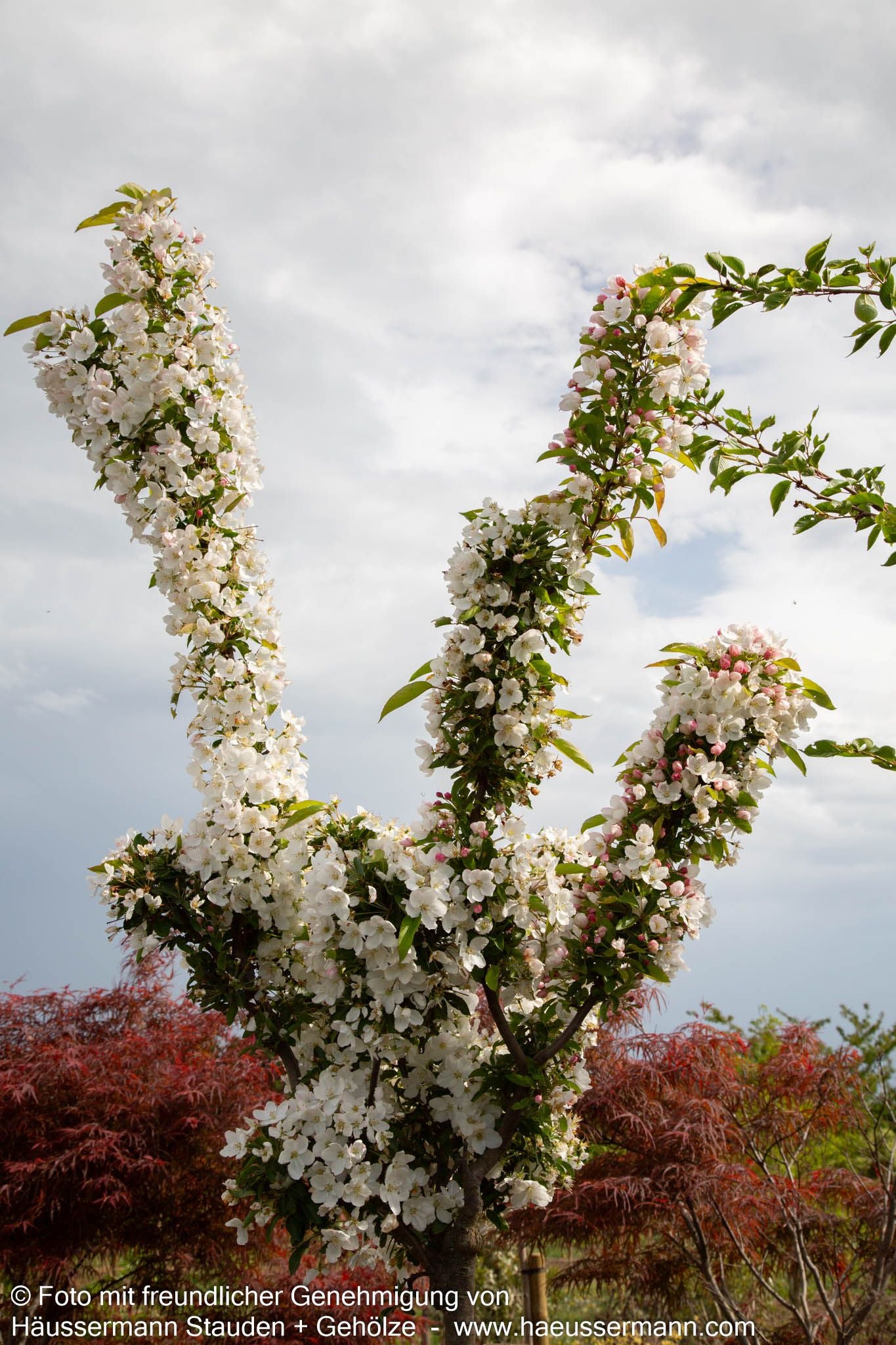 Zier-Apfel 'Adirondack' (Malus x cult.)