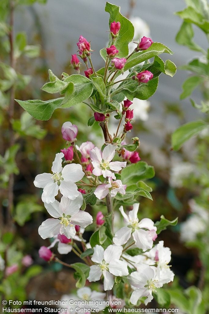 Zier-Apfel 'Butterball' (Malus x cult.)