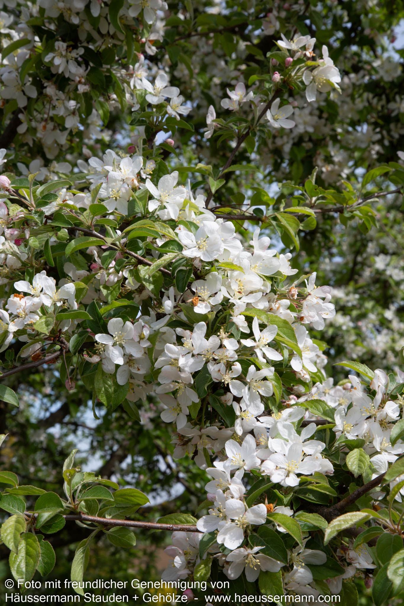 Zier-Apfel 'Butterball' (Malus x cult.)