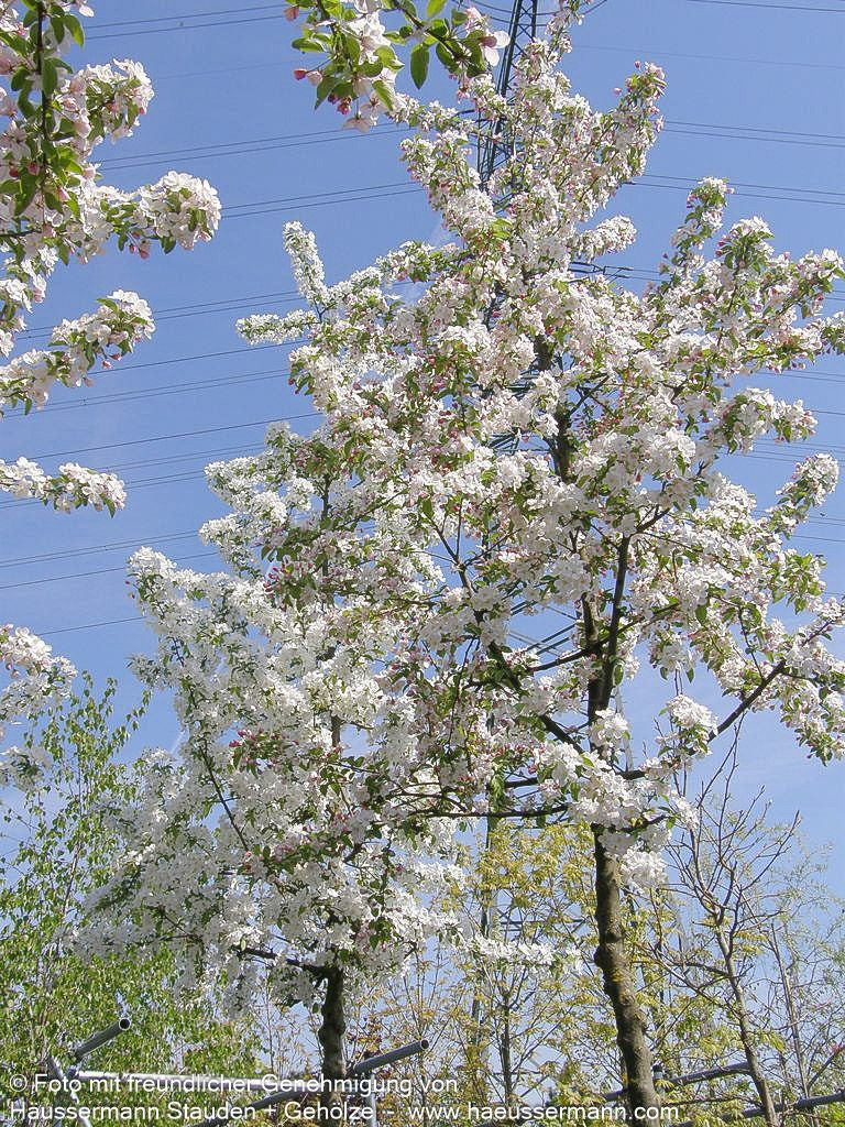 Zier-Apfel 'Butterball' (Malus x cult.)
