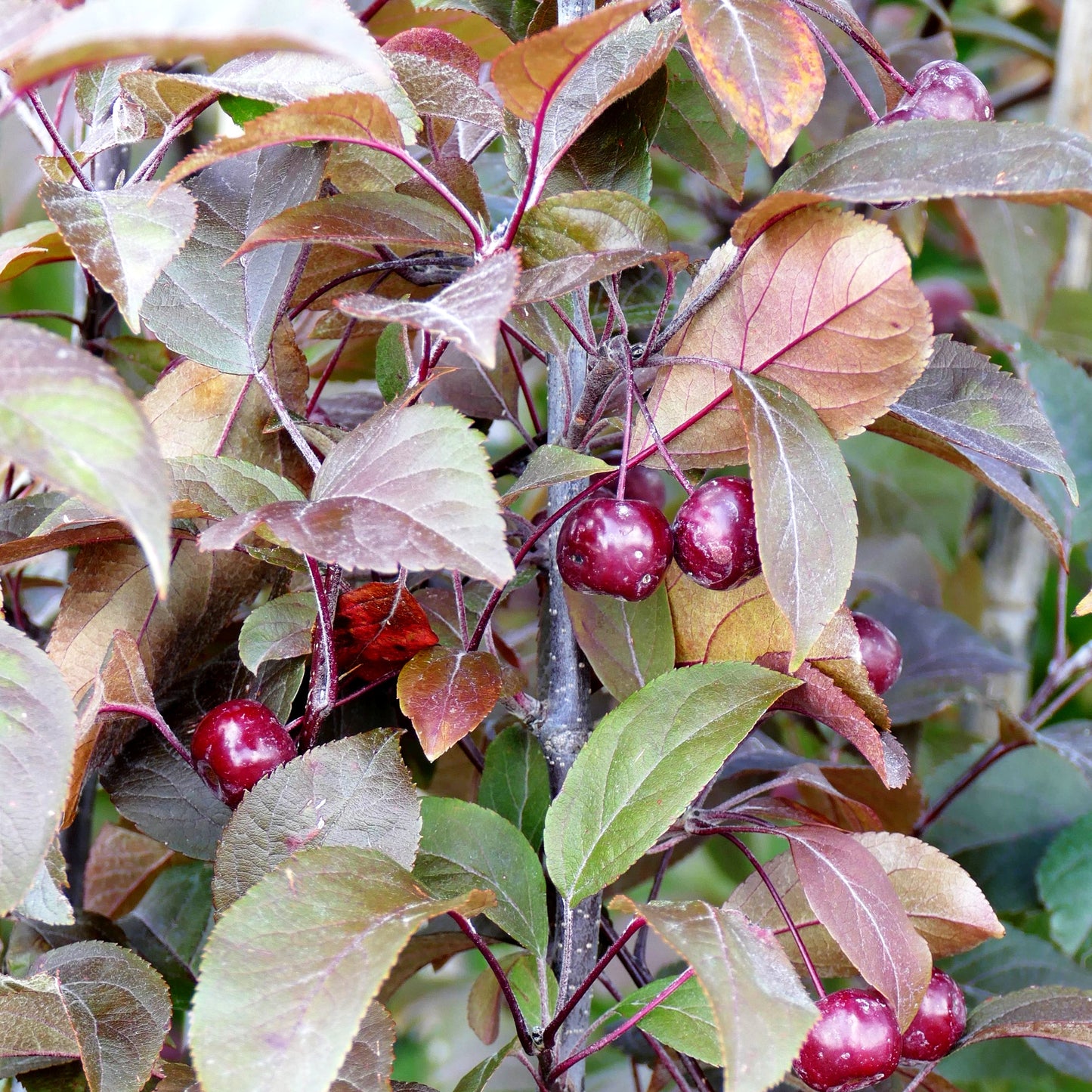 Zier-Apfel 'Coccinella' (Malus x cult.)