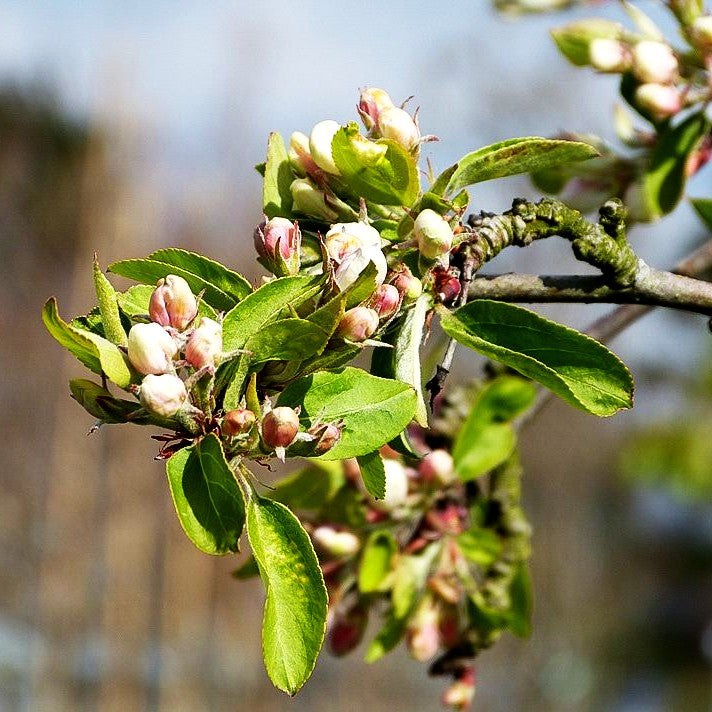 Zier-Apfel 'Dolgo' (Malus x cult.)