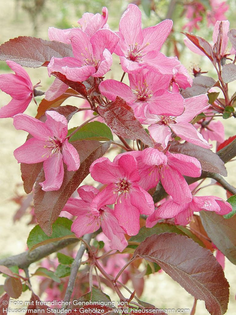 Zier-Apfel 'Eleyi' (Malus x purpurea)