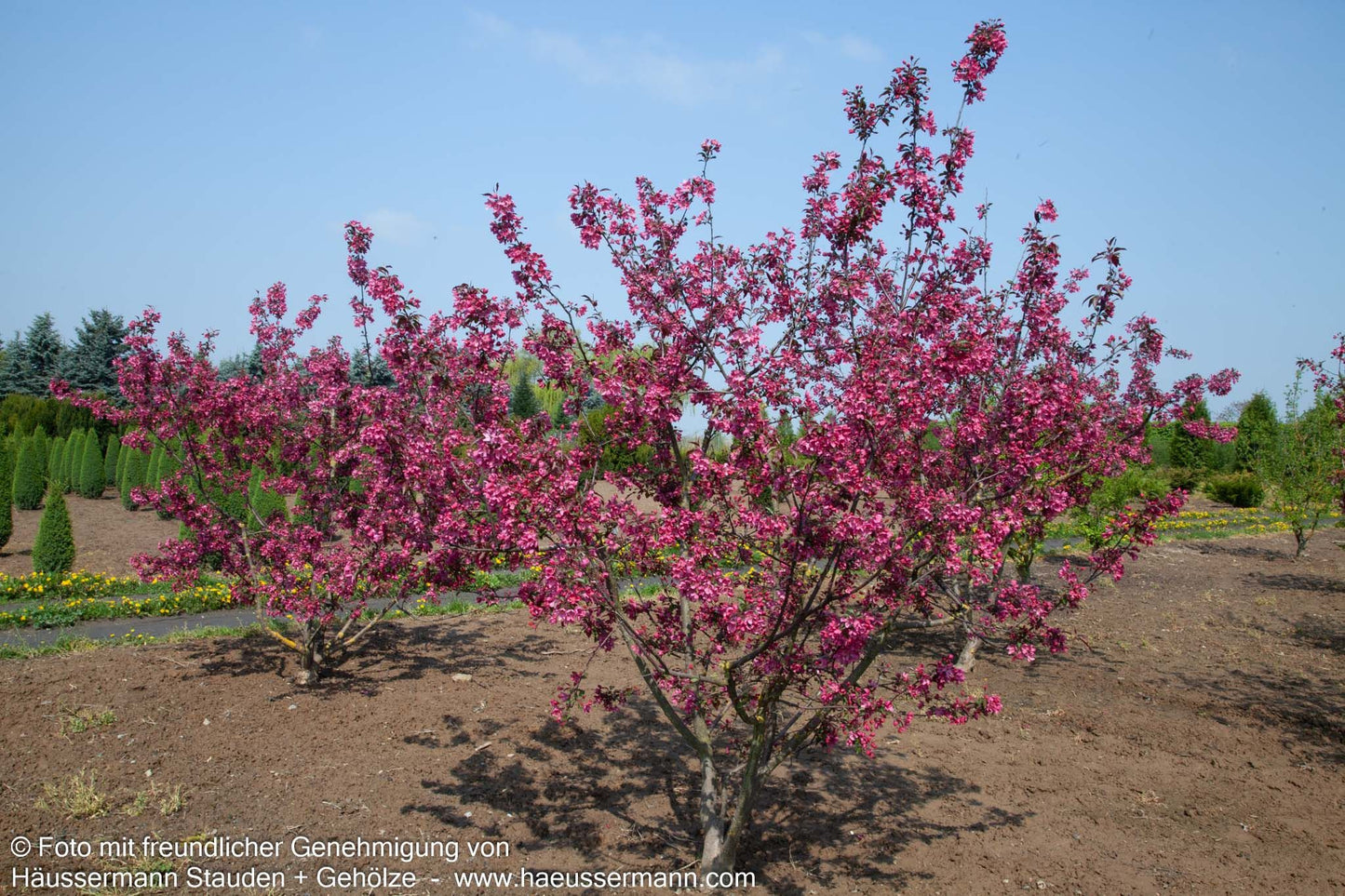 Zier-Apfel 'Eleyi' (Malus x purpurea)