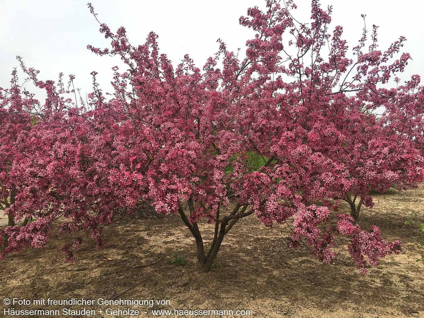 Zier-Apfel 'Eleyi' (Malus x purpurea)