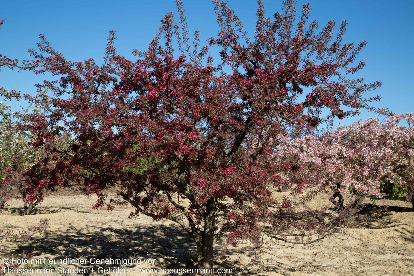 Zier-Apfel 'Eleyi' (Malus x purpurea)