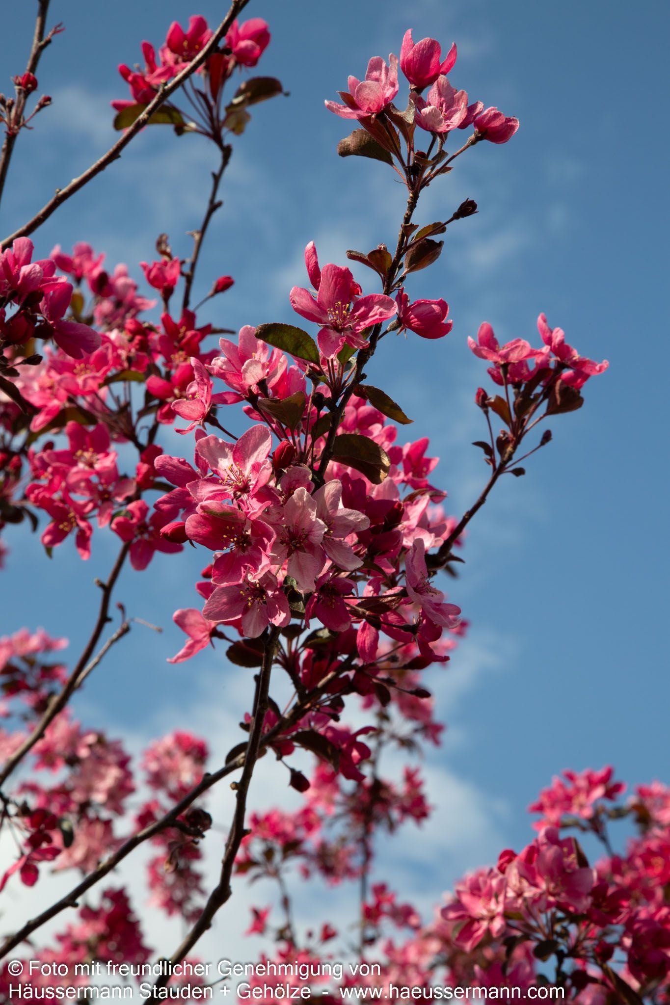 Zier-Apfel 'Eleyi' (Malus x purpurea)