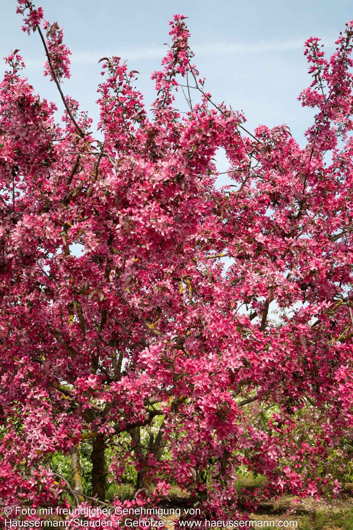 Zier-Apfel 'Eleyi' (Malus x purpurea)