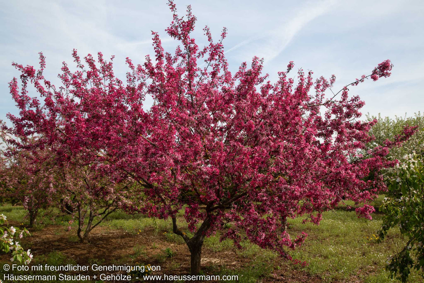 Zier-Apfel 'Eleyi' (Malus x purpurea)