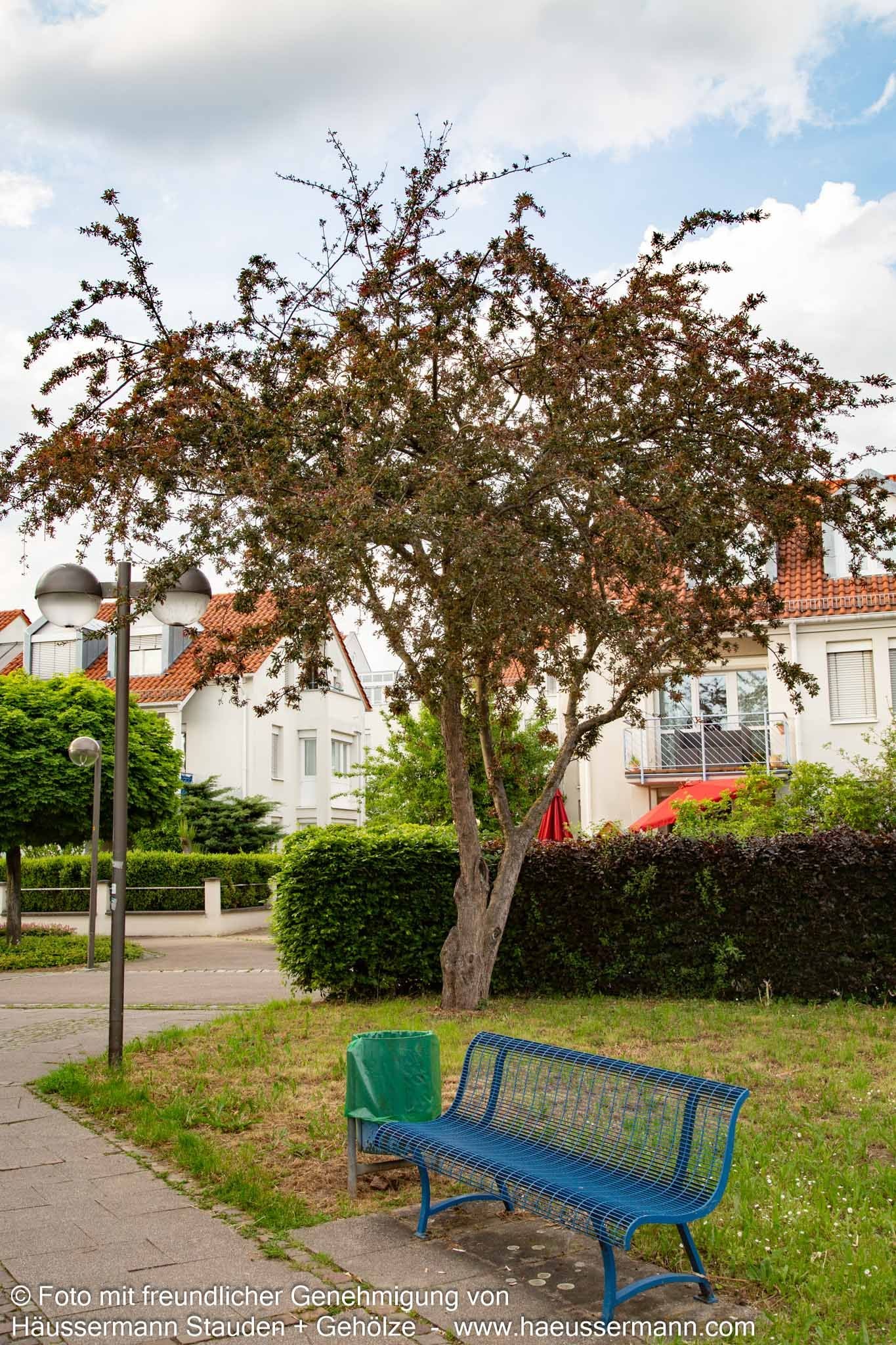 Zier-Apfel 'Eleyi' (Malus x purpurea)