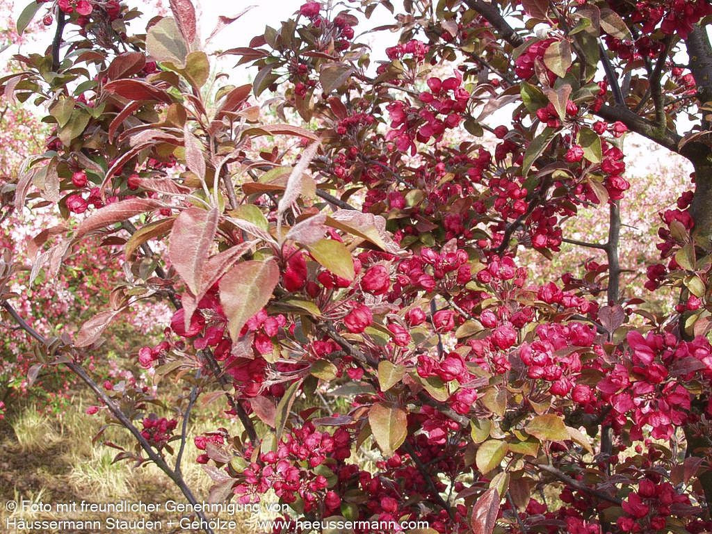 Zier-Apfel 'Eleyi' (Malus x purpurea)
